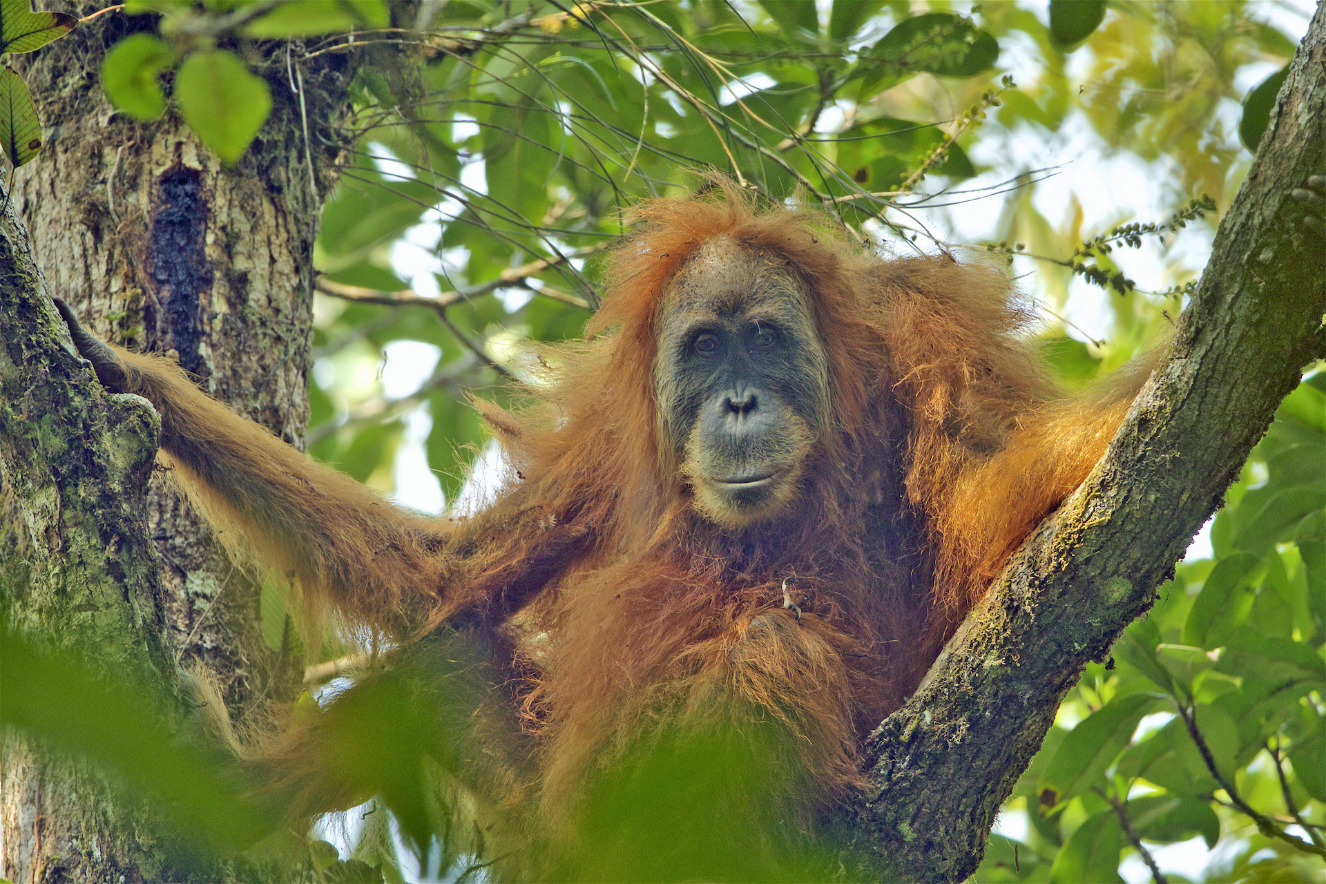 Pongo_tapanuliensis_female-1.jpg