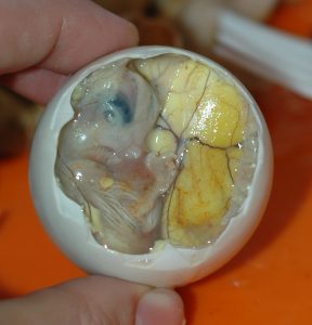 Inside_a_Balut_-_Embryo_and_Yolk-288x300.jpg