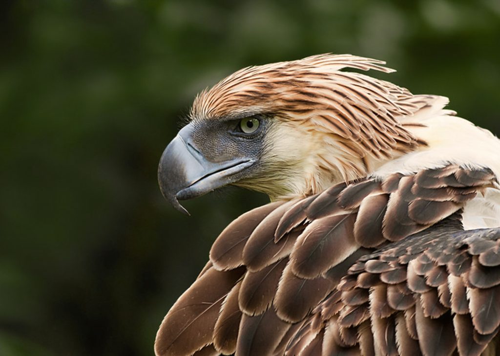 Philippine_Eagle_an_Endangered_Species-1024x731.jpg