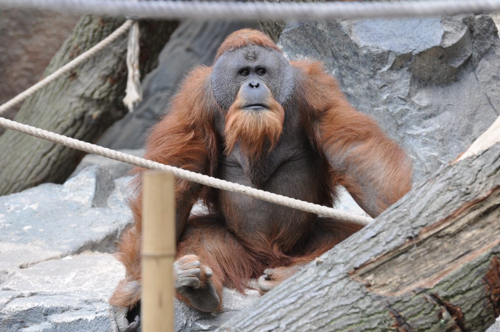 Pongo_abelii_m2-1024x680.jpg