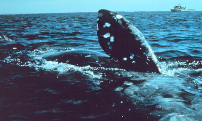 rightwhale-ship-newengland2.jpg