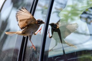 bird-1527048369476-300x199.jpg