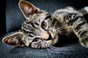 erik-jan-leusink-126918-unsplash-300x200.jpg