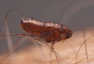 fleas-1527049628634-300x205.jpg