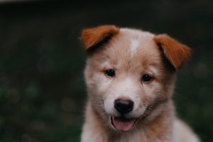 hanny-naibaho-671168-unsplash-300x200.jpg