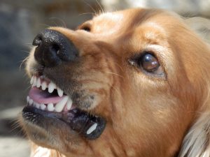 dog-animal-pet-mammal-yawn-cocker-spaniel-973239-pxhere-com-1541925817994-300x225.jpg
