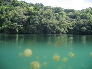 Jellyfish_Lake_Palau-300x225.jpg