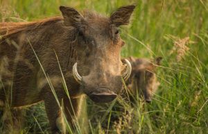 warthog-2801382-300x193.jpg