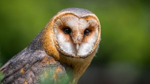 barn-owl-2550068-300x169.jpg