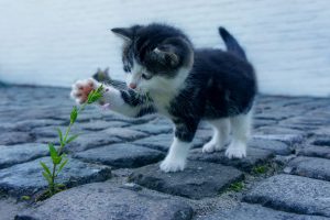 cat-2536662-300x200.jpg