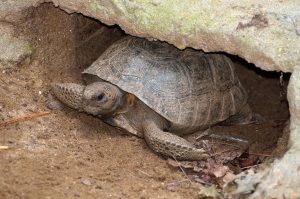 gopher-turtle-1700922-300x199.jpg