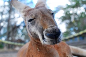 kangaroo-1209951-300x201.jpg