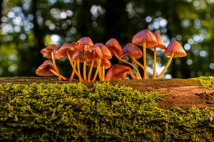 mushroom-3659165-300x200.jpg