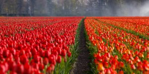 tulips-21690-300x150.jpg