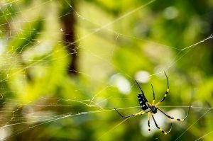 spider-229958-300x199.jpg