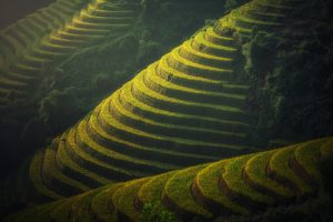 agriculture-1822443-300x200.jpg